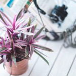 Beautiful Indoor Plants