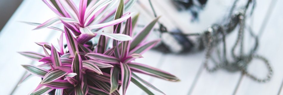 Beautiful Indoor Plants