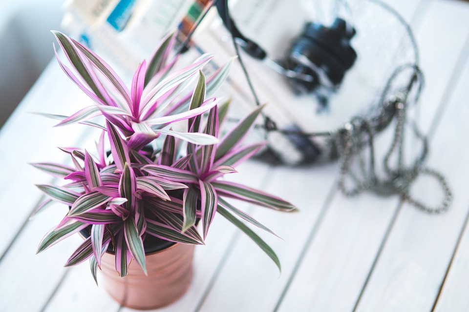 Beautiful Indoor Plants