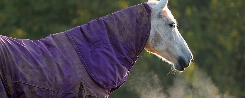 horse-rugs